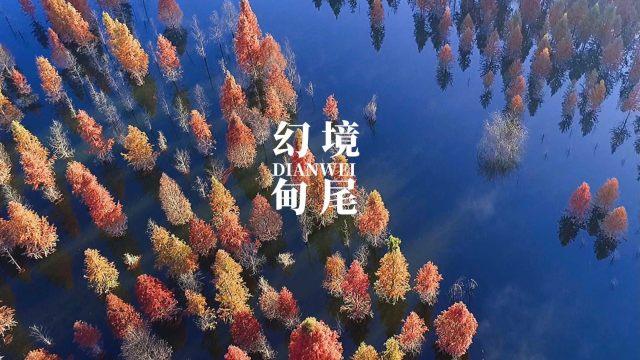逃离倒影森林